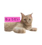 可愛い猫たち3（個別スタンプ：13）