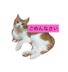 可愛い猫たち3（個別スタンプ：14）