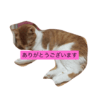 可愛い猫たち3（個別スタンプ：16）