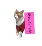 可愛い猫たち3（個別スタンプ：18）