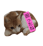 可愛い猫たち3（個別スタンプ：20）