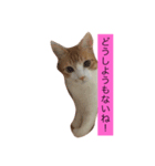 可愛い猫たち3（個別スタンプ：22）