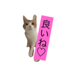 可愛い猫たち3（個別スタンプ：23）