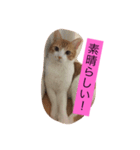 可愛い猫たち3（個別スタンプ：24）