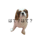 八郎（個別スタンプ：4）