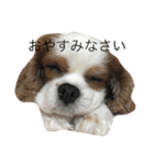 八郎（個別スタンプ：7）