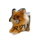 ポメラニアンのダイヤ＆ルビー（個別スタンプ：4）