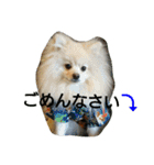 ポメラニアンのダイヤ＆ルビー（個別スタンプ：7）