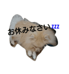 ポメラニアンのダイヤ＆ルビー（個別スタンプ：9）