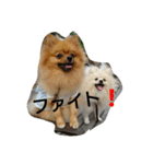 ポメラニアンのダイヤ＆ルビー（個別スタンプ：14）