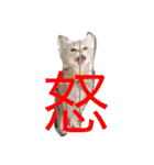 はぎわらんち（個別スタンプ：13）
