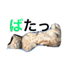 はぎわらんち（個別スタンプ：18）