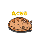 茶トラネコのチャイ（個別スタンプ：21）