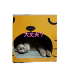 mikan  life（個別スタンプ：5）