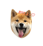 柴犬やすくん（個別スタンプ：1）