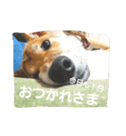 柴犬やすくん（個別スタンプ：3）