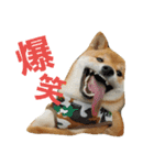 柴犬やすくん（個別スタンプ：4）
