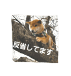 柴犬やすくん（個別スタンプ：5）