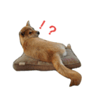 柴犬やすくん（個別スタンプ：6）