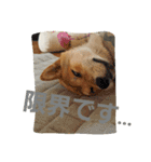 柴犬やすくん（個別スタンプ：8）