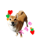 柴犬やすくん（個別スタンプ：9）