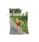 柴犬やすくん（個別スタンプ：10）