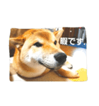 柴犬やすくん（個別スタンプ：11）