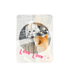 柴犬やすくん（個別スタンプ：12）
