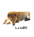 柴犬やすくん（個別スタンプ：13）