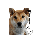 柴犬やすくん（個別スタンプ：14）