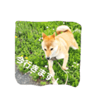 柴犬やすくん（個別スタンプ：17）