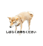 柴犬やすくん（個別スタンプ：18）