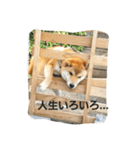 柴犬やすくん（個別スタンプ：20）