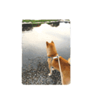 柴犬やすくん（個別スタンプ：21）