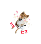 柴犬やすくん（個別スタンプ：23）