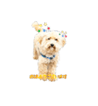 柴犬やすくん（個別スタンプ：24）