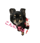 チワワの凛（個別スタンプ：1）