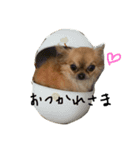 わんこと一緒（個別スタンプ：3）