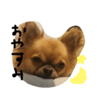 わんこと一緒（個別スタンプ：8）