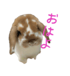 うさぎのふわ（個別スタンプ：1）