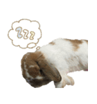 うさぎのふわ（個別スタンプ：2）
