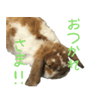 うさぎのふわ（個別スタンプ：3）