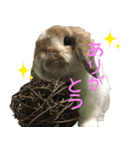 うさぎのふわ（個別スタンプ：4）