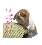 うさぎのふわ（個別スタンプ：6）