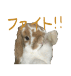 うさぎのふわ（個別スタンプ：7）