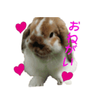 うさぎのふわ（個別スタンプ：11）