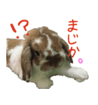 うさぎのふわ（個別スタンプ：12）