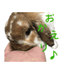 うさぎのふわ（個別スタンプ：14）