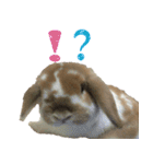 うさぎのふわ（個別スタンプ：19）
