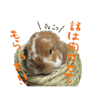 うさぎのふわ（個別スタンプ：20）